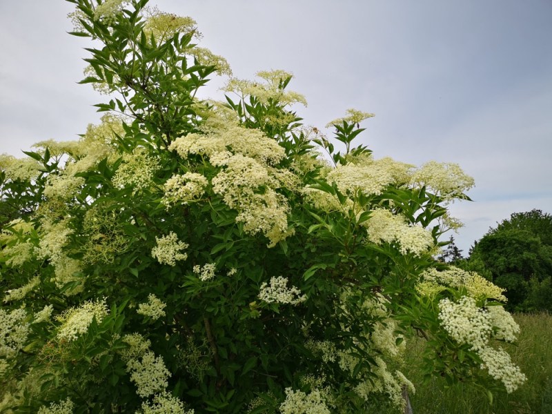 Online-Seminar „Schöne Gehölze im Winter“