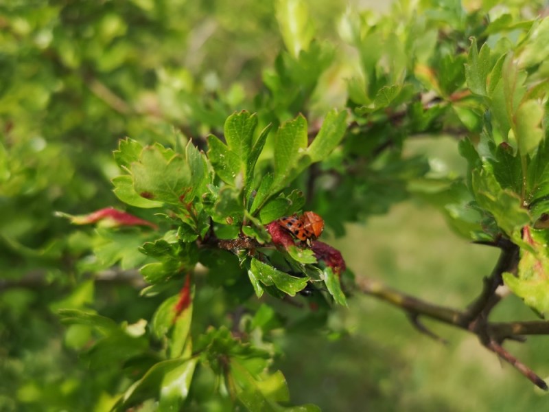 Tipps für einen vogelfreundlichen Garten
