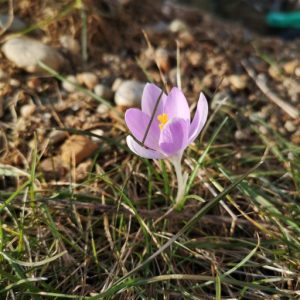 Gartenbauverein Rieden-Soyen