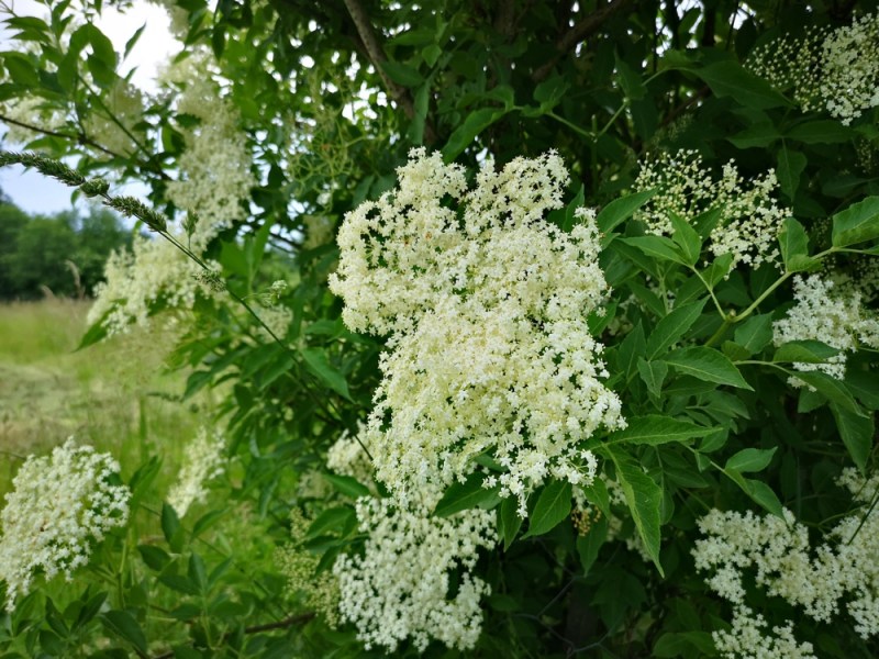 Holunderblüten-Sirup