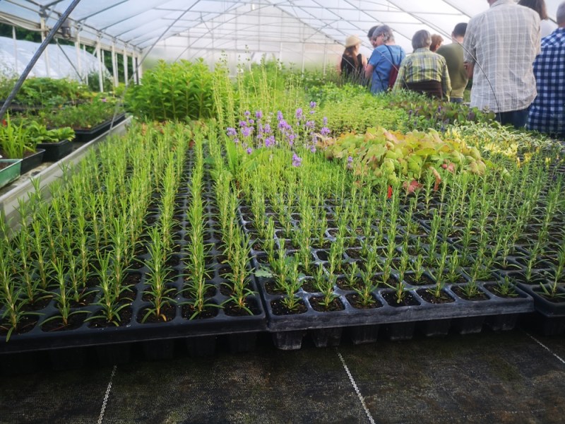 Stauden-Studio – fachgerechtvermehrt, eigenständig gepflegt (Kurs)