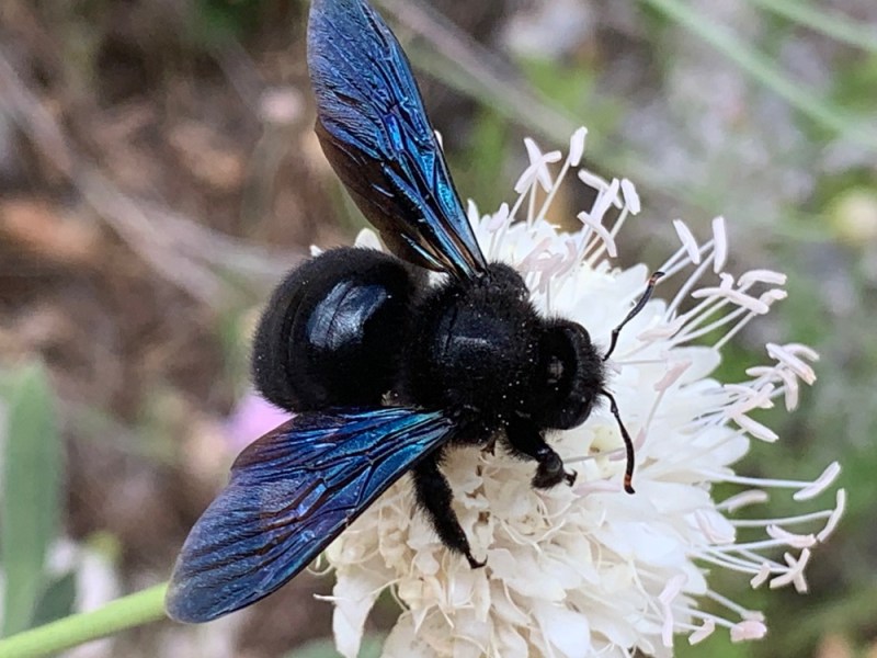 Helden im Grünen: Nützlinge im Hausgarten (Kurs)