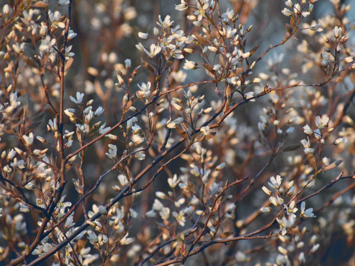 Blütensträucher fachgerechtschneiden: Sträucherschnittkurs