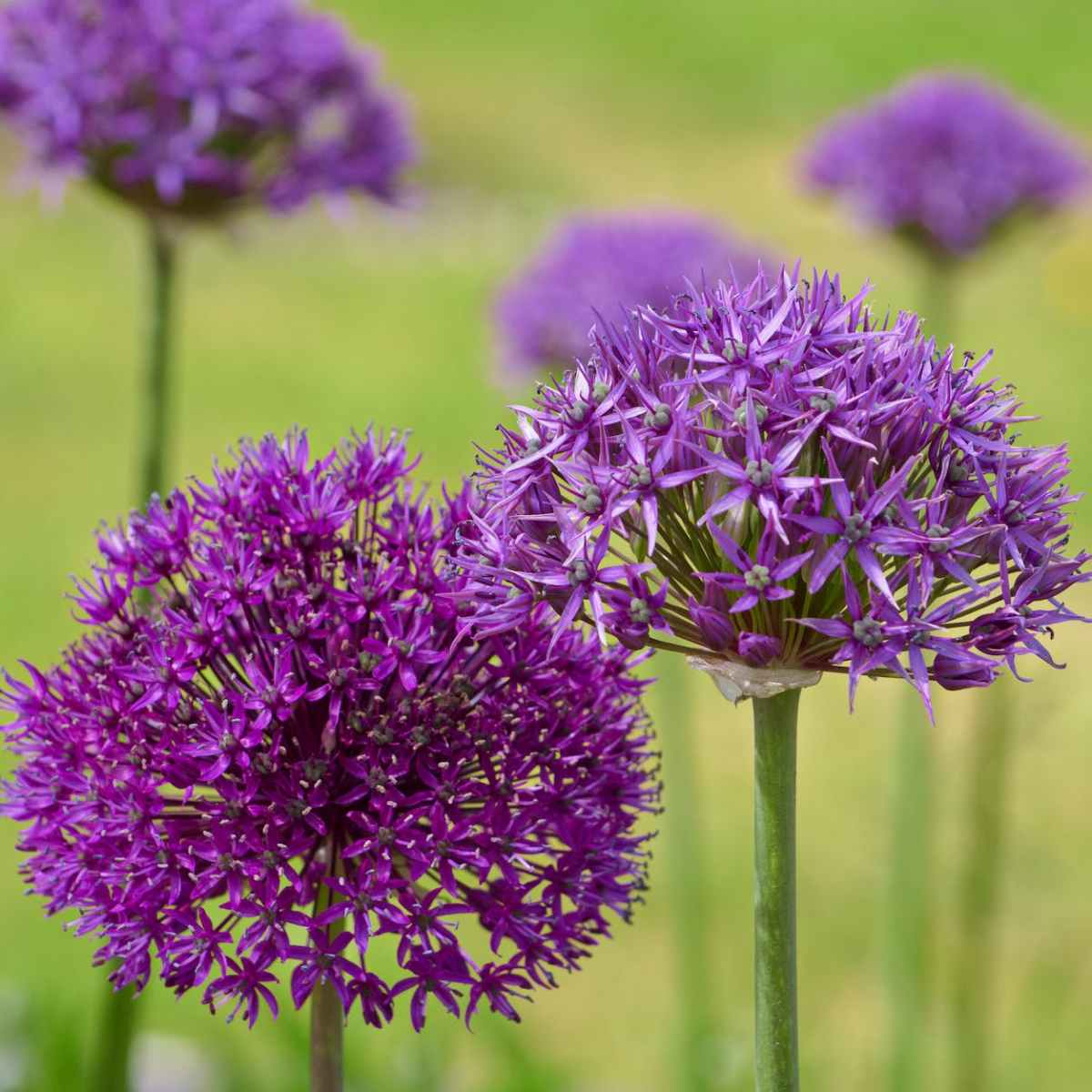 Herbst-Winter Aktion: Blumenzwiebeln in Hülle und Fülle