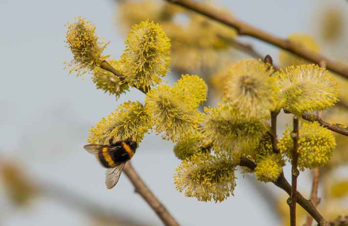 Salweide (Salix caprea) und alle Weidearten