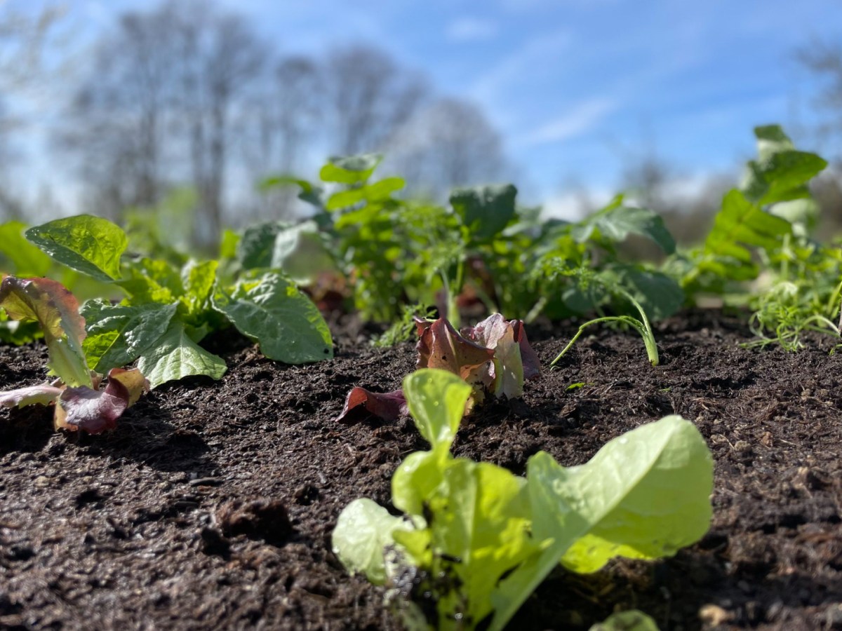 Kreisverband für Gartenbau und Landespflege Rosenheim e.V. – Programm 2024