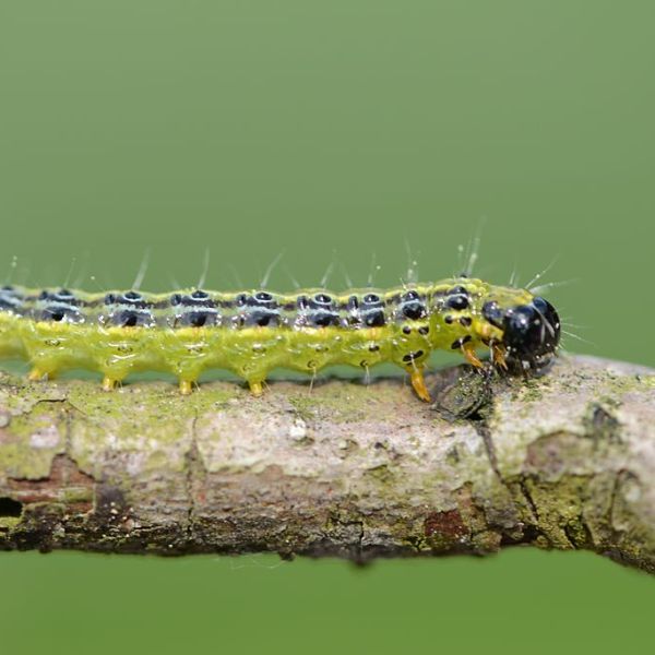 2024: Der Buchsbaumzünsler ist dieses Jahr ungewöhnlich früh aktiv
