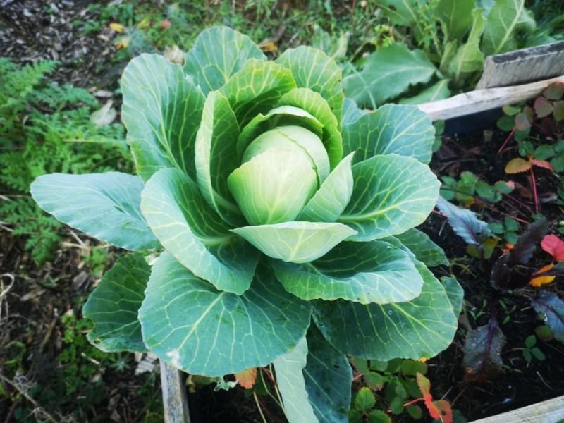 Hochbeet – wir ziehen Bilanz