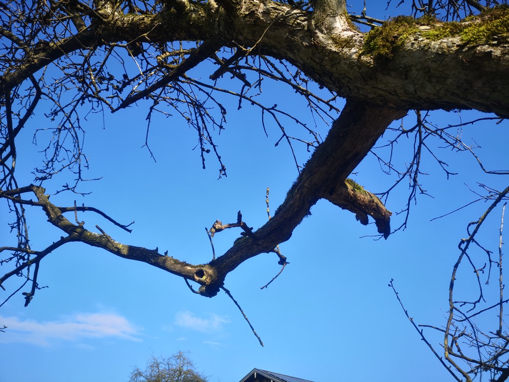 Obstbaumschnitt-Kurs