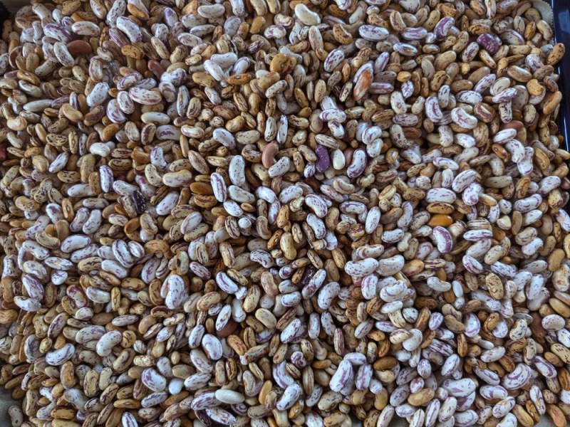 Bohnen aus dem Garten in der Küche verwenden