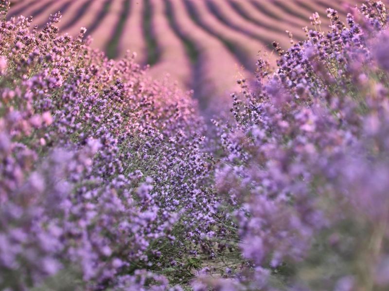 Das Lavendelfeld von Adlstraß ist eine wahre Augenweide