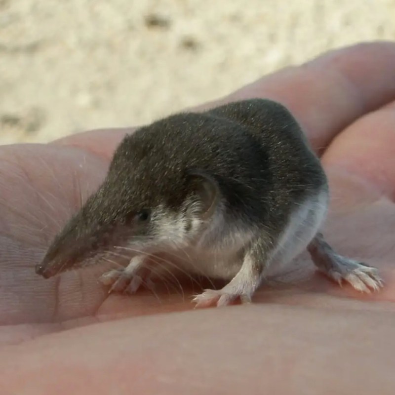 Humane Infektion mit dem Borna Disease Virus 1