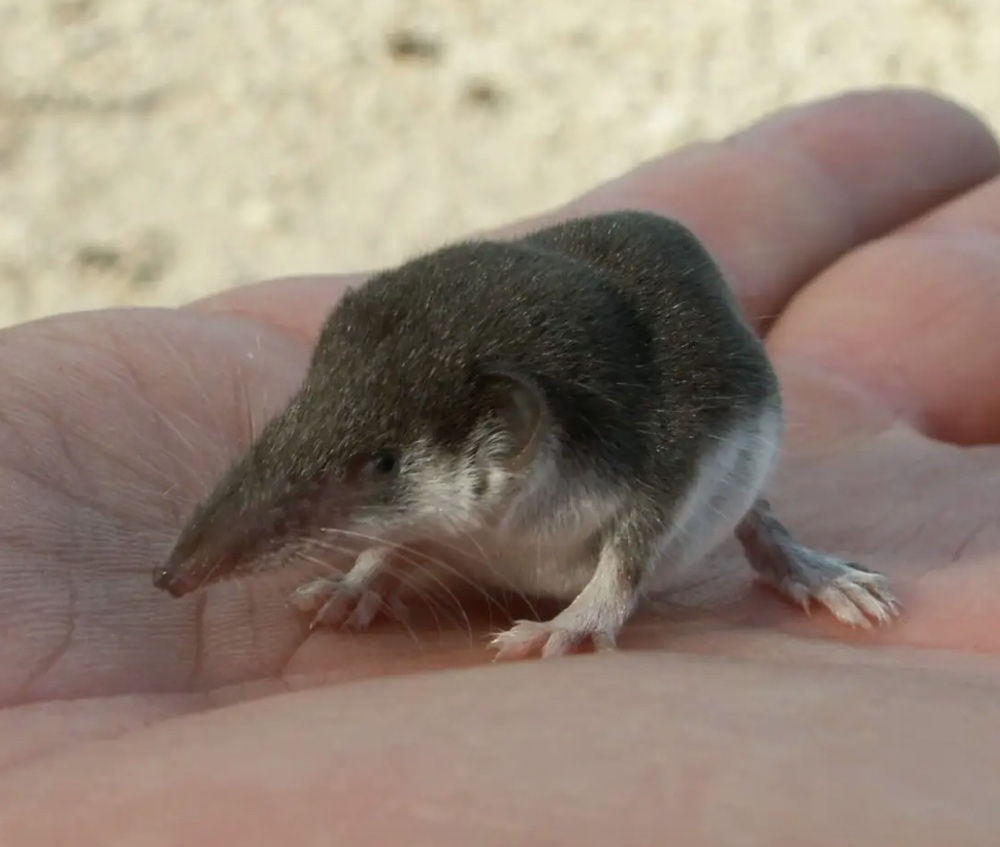 Humane Infektion mit dem Borna Disease Virus 1