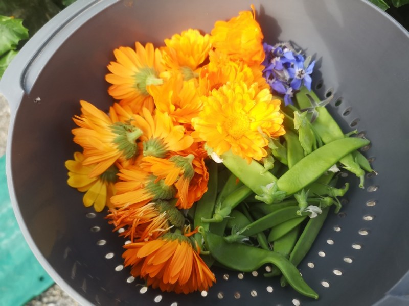 Der Garten in Zeiten des Klimawandels