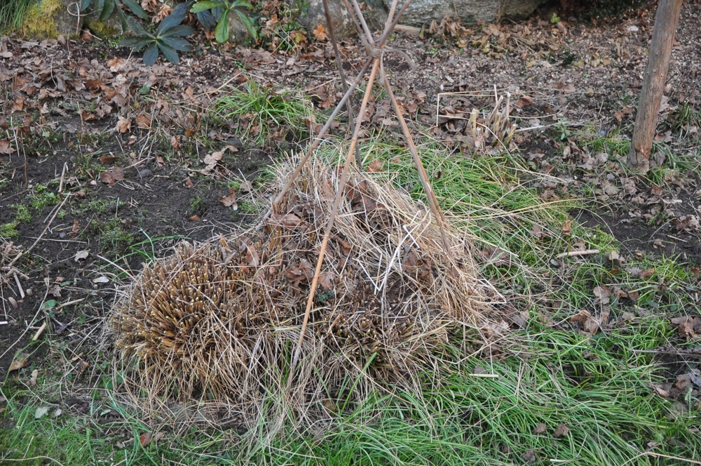 Winterschlaf- Igel, Tiere im Garten
