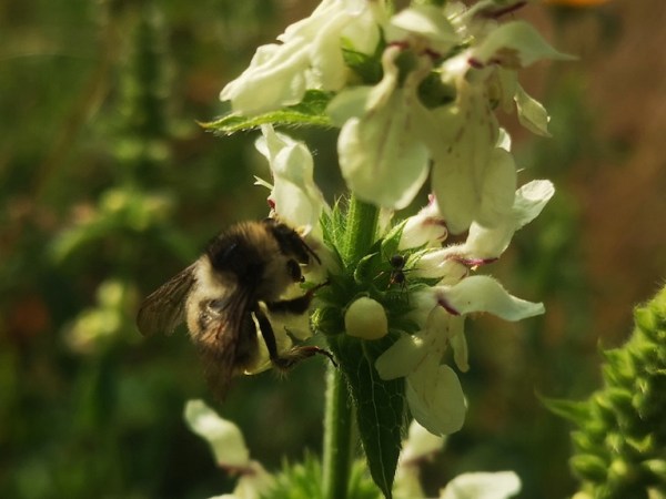 Wie bienenfreundlich ist mein Garten – ein Selbsttest