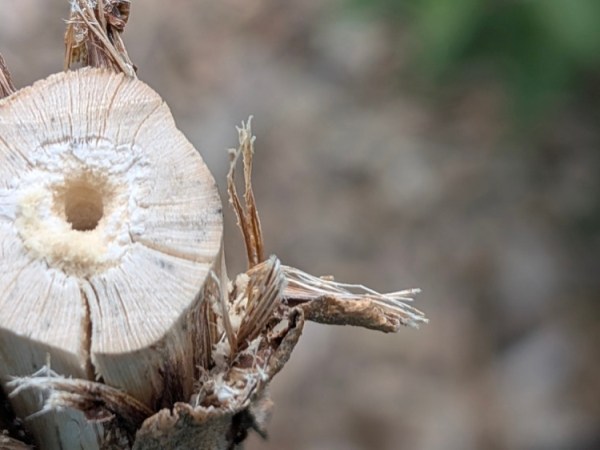 Online-Seminar „Wildbienen kennen, fördern und schützen“