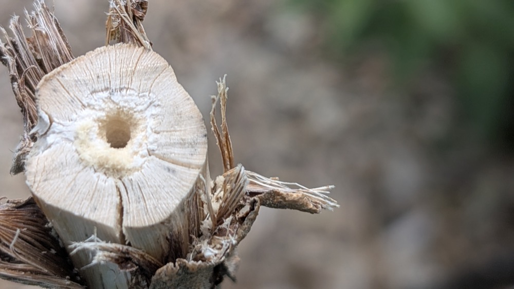 Online-Seminar „Wildbienen kennen, fördern und schützen“