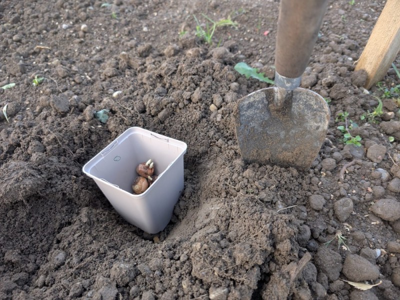 Zwiebelmagie – Gestaltenmit Blumenzwiebeln (Kurs)