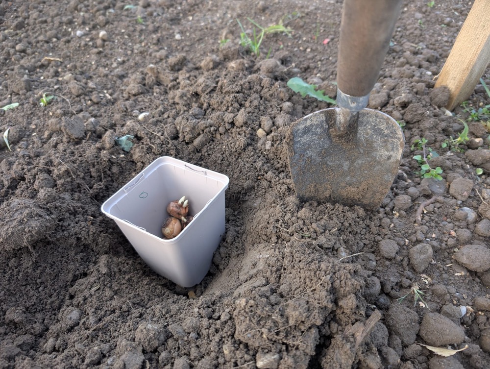 Zwiebelmagie – Gestaltenmit Blumenzwiebeln (Kurs)