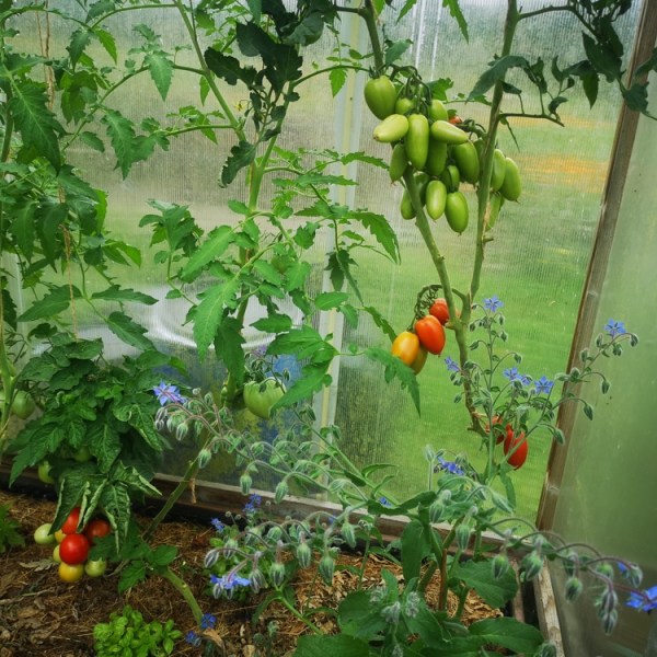 Gemüsebau-Workshops in der Gärtnerei Jolling – Programm 2026