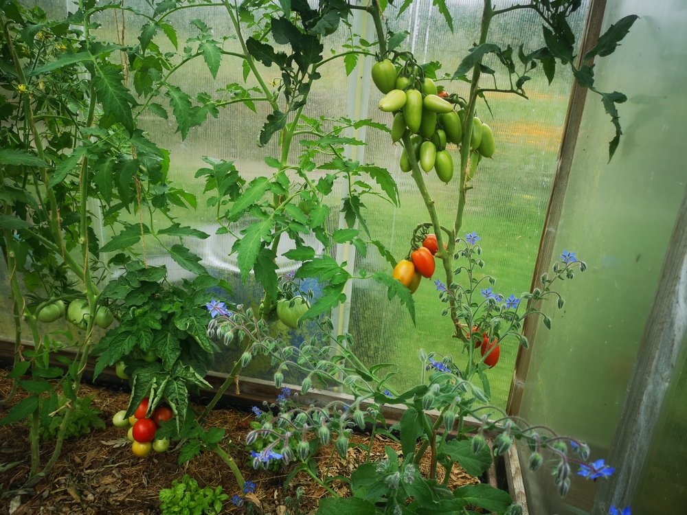 Online-Seminar „Lieblingsgemüse Tomaten – Tipps rund um Anbau, Pflege und Ernte“