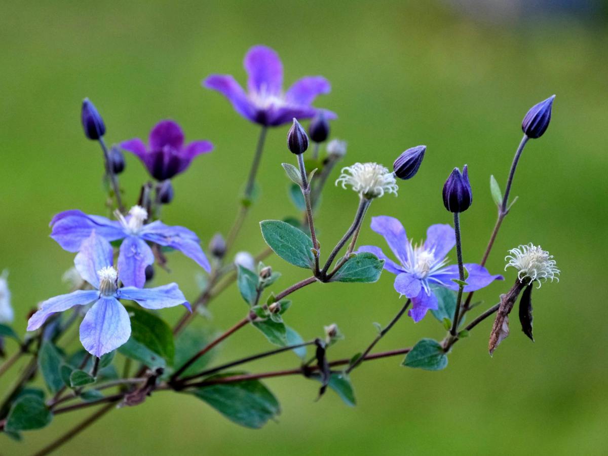 Online-Seminar „Die Clematis – Profitipps rund um deren Kultur“