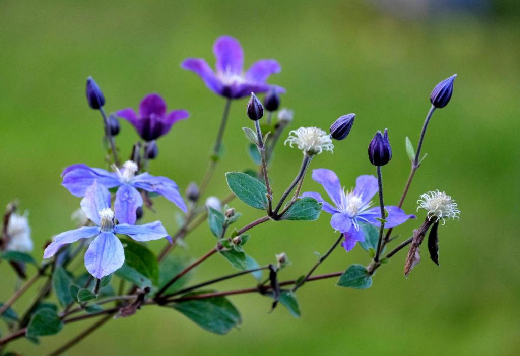 Online-Seminar „Die Clematis – Profitipps rund um deren Kultur“