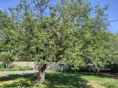 Obstbaumschneidekurs im Juli