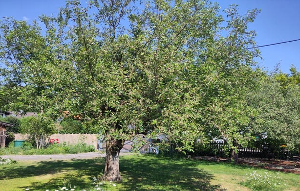 Obstbaumschneidekurs im Juli